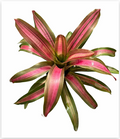 Neoregelia 'Panama #7' (Large) – Feature Bromeliad for Vivariums | India Fish Bazaar