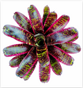 Neoregelia 'Lucifer' (Large) – Deep-Red Bromeliad for Vivariums | India Fish Bazaar