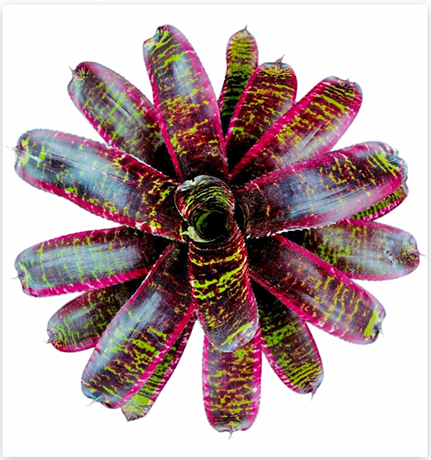 Neoregelia 'Lucifer' (Large) – Deep-Red Bromeliad for Vivariums | India Fish Bazaar