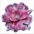 Neoregelia 'Sister Janet Variegated' (Large) – Variegated Bromeliad for Vivariums | India Fish Bazaar