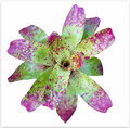 Neoregelia 'Red Cheese' (Large) – Mottled-Red Bromeliad for Vivariums | India Fish Bazaar