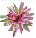 Neoregelia 'Cumbia' (Large) – Vibrant Bromeliad for Vivariums & Paludariums | India Fish Bazaar