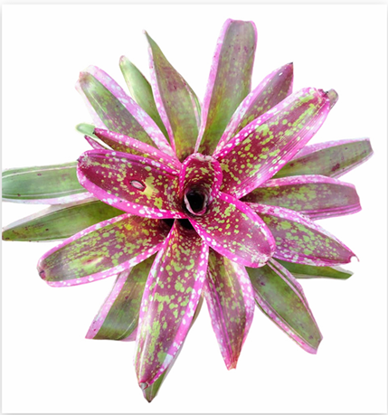 Neoregelia 'Cumbia' (Large) – Vibrant Bromeliad for Vivariums & Paludariums | India Fish Bazaar