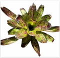 Neoregelia 'Castigado' (Large) – Dark-Marked Bromeliad for Vivariums | India Fish Bazaar