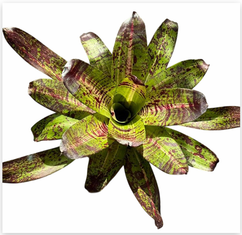 Neoregelia 'Castigado' (Large) – Dark-Marked Bromeliad for Vivariums | India Fish Bazaar