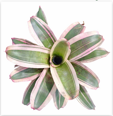 Neoregelia 'Belladonna Ray' (Large) – Wine-Rose Bromeliad for Vivariums | India
