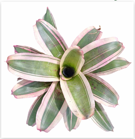 Neoregelia 'Belladonna Ray' (Large) – Wine-Rose Bromeliad for Vivariums | India Fish Bazaar
