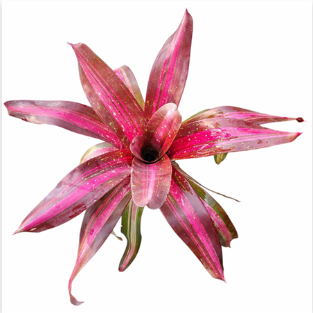 Neoregelia 'Sweet Lullaby' (Large) – Pastel Bromeliad for Vivariums | India Fish Bazaar