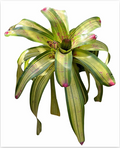 Neoregelia 'De Rolf' (Large) – Bold Bromeliad for Vivariums & Paludariums | India Fish Bazaar