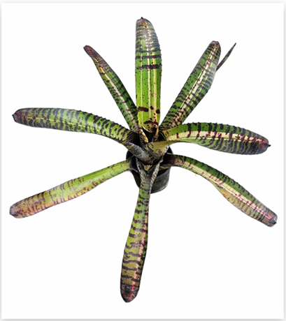 Neoregelia 'Tiger Series' (Large) – Banded Bromeliad for Vivariums | India Fish Bazaar