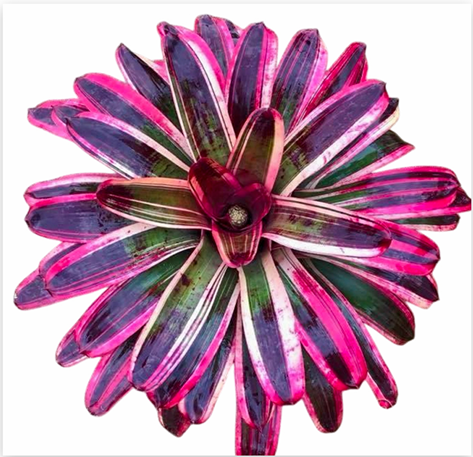 Neoregelia 'Fireup' (Large) – Fiery Bromeliad for Vivariums & Paludariums | India Fish Bazaar