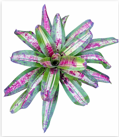 Neoregelia 'Chili Con Carne' (Large) – Speckled Bromeliad for Vivariums | India Fish Bazaar