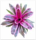 Neoregelia 'Assie Dreams' (Large) – Vivid Bromeliad for Vivariums | India Fish Bazaar