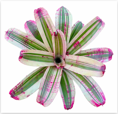 Neoregelia 'Better Time' (Large) – Colourful Bromeliad for Vivariums | India Fish Bazaar
