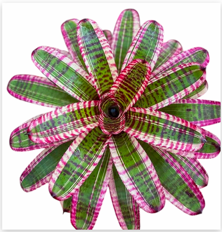 Neoregelia 'Fruit Stripes' (Large) – Striped Bromeliad for Vivariums | India Fish Bazaar