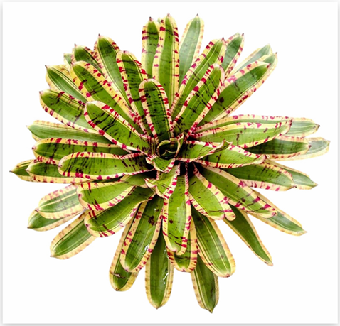 Neoregelia 'Wild Rabbit' (Large) – Characterful Bromeliad for Vivariums | India Fish Bazaar