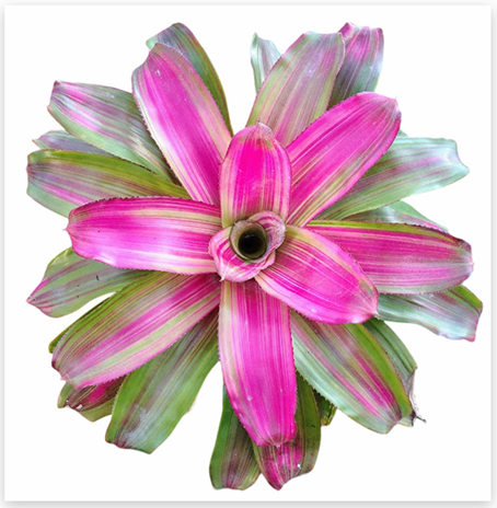 Neoregelia 'Lila Candy Stripes' (Large) – Lilac Striped Bromeliad for Vivariums | India Fish Bazaar