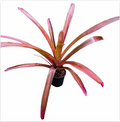 Alcantarea Red – Giant Feature Bromeliad for Large Vivariums & Paludariums | India Fish Bazaar