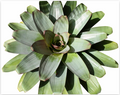 Alcantarea imperialis Green – Giant Feature Bromeliad for Large Setups | India Fish Bazaar