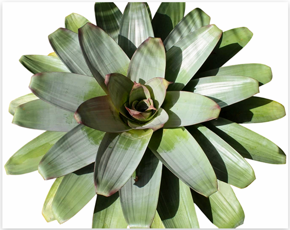Alcantarea imperialis Green – Giant Feature Bromeliad for Large Setups | India Fish Bazaar