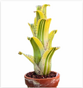 Hohenbergia 'Karla' – Live Urn Bromeliad for Vivariums & Paludariums | India Fish Bazaar