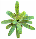 Vriesea 'Smudge Grub' – Soft Spineless Bromeliad for Terrariums & Vivariums | India Fish Bazaar