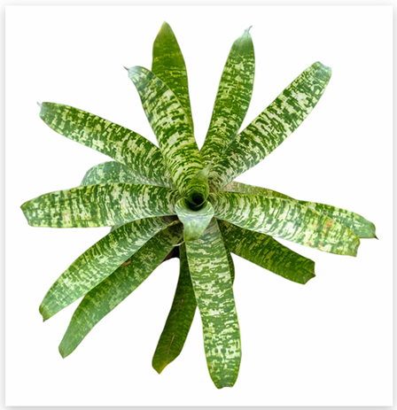 Vriesea 'Tiger Tim' – Soft Spineless Bromeliad for Terrariums & Vivariums | India Fish Bazaar