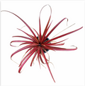 Pineapple 'Red Stripe' – Ornamental Bromeliad for Terrariums & Vivariums | India Fish Bazaar