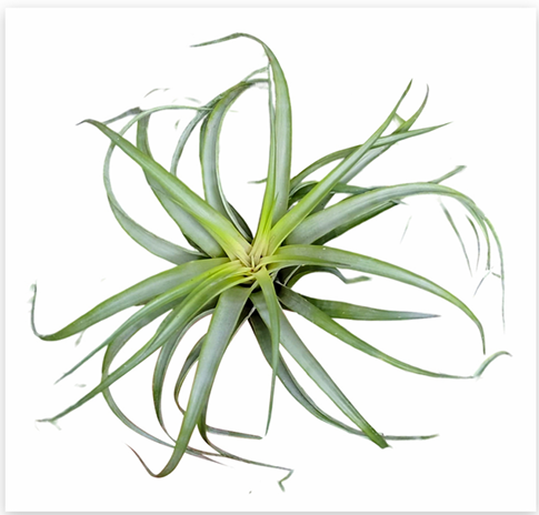 Tillandsia Brachycaulos Multiflora – Live Air Plant for Terrariums & Vivariums | India Fish Bazaar