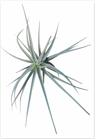 Tillandsia 'Sweet Isabel' – Live Air Plant for Terrariums & Vivariums | India Fish Bazaar