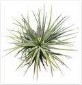 Tillandsia Ionantha – Live Air Plant for Terrariums & Vivariums | India Fish Bazaar