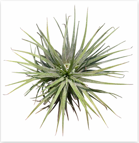 Tillandsia Ionantha – Live Air Plant for Terrariums & Vivariums | India Fish Bazaar