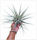 Tillandsia Stricta 'Silver' – Live Air Plant for Terrariums & Vivariums | India Fish Bazaar