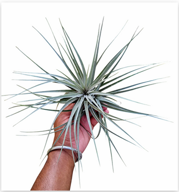 Tillandsia Stricta 'Silver' – Live Air Plant for Terrariums & Vivariums | India