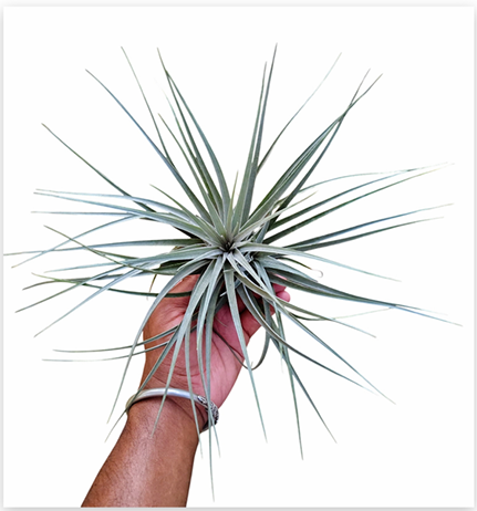 Tillandsia Stricta 'Silver' – Live Air Plant for Terrariums & Vivariums | India Fish Bazaar