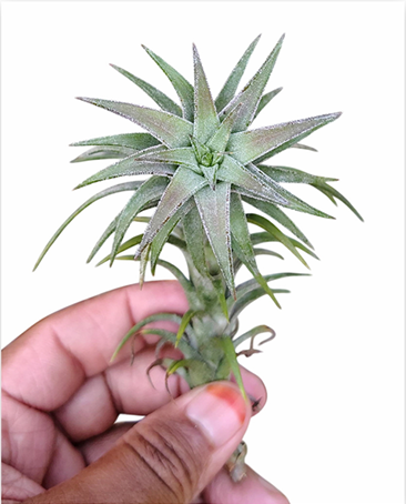 Tillandsia Ionantha var. Vanhyningii – Live Air Plant for Terrariums & Vivariums | India Fish Bazaar