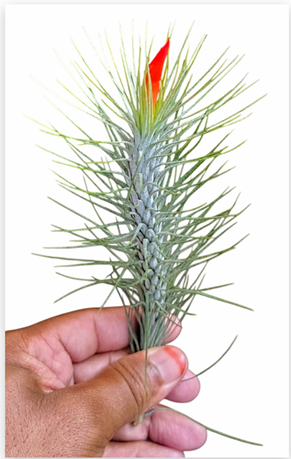 Tillandsia Funkiana – Live Air Plant for Terrariums & Vivariums | India Fish Bazaar