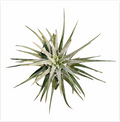 Tillandsia Ionantha 'Bravo' – Live Air Plant for Terrariums & Vivariums | India Fish Bazaar