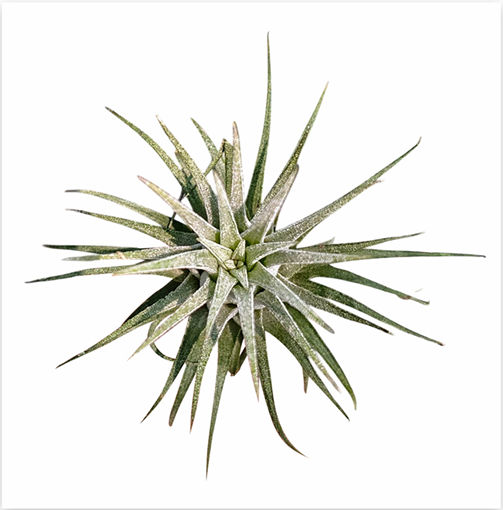 Tillandsia Ionantha 'Bravo' – Live Air Plant for Terrariums & Vivariums | India Fish Bazaar