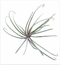 Tillandsia Capitata 'Domingensis' – Live Air Plant for Terrariums & Vivariums | India Fish Bazaar