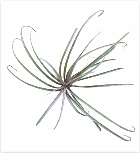 Tillandsia Capitata 'Domingensis' – Live Air Plant for Terrariums & Vivariums | India Fish Bazaar