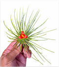 Tillandsia 'Funky One' – Live Air Plant for Terrariums & Vivariums | India Fish Bazaar
