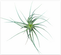 Tillandsia Stricta – Live Air Plant for Terrariums & Vivariums | India Fish Bazaar