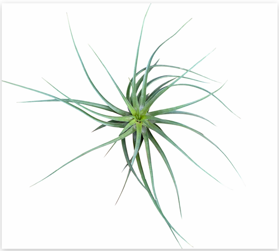 Tillandsia Stricta – Live Air Plant for Terrariums & Vivariums | India Fish Bazaar