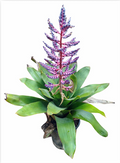 Aechmea 'Blue Rain' – Live Bromeliad for Terrariums & Vivariums | India Fish Bazaar