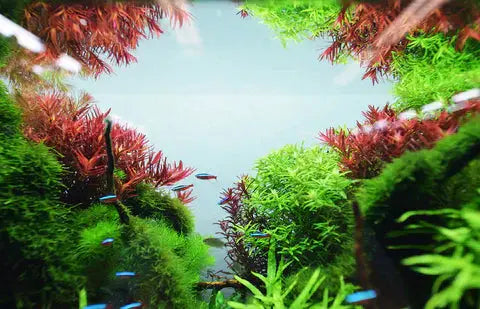 ADA Solar RGB Aquarium Products India