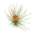 Tillandsia 'Funky One' – Live Air Plant for Terrariums & Vivariums | India