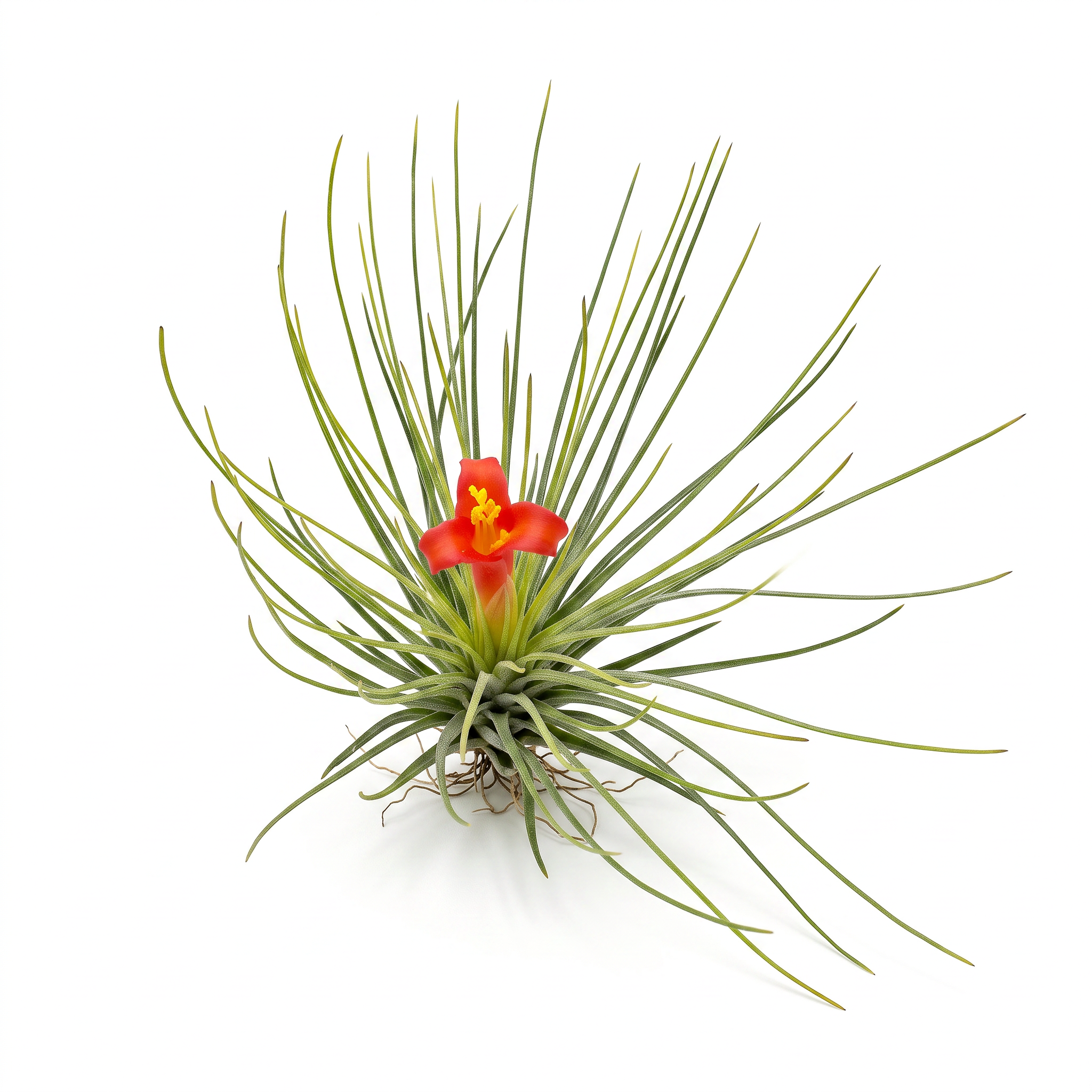 Tillandsia 'Funky One' – Live Air Plant for Terrariums & Vivariums | India