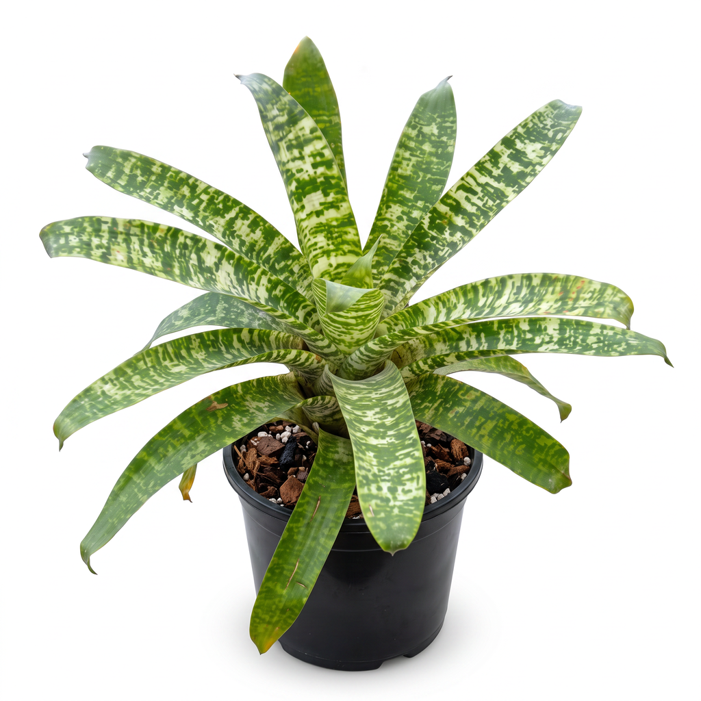 Vriesea 'Tiger Tim' – Soft Spineless Bromeliad for Terrariums & Vivariums | India