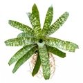 Vriesea 'Tiger Tim' – Soft Spineless Bromeliad for Terrariums & Vivariums | India